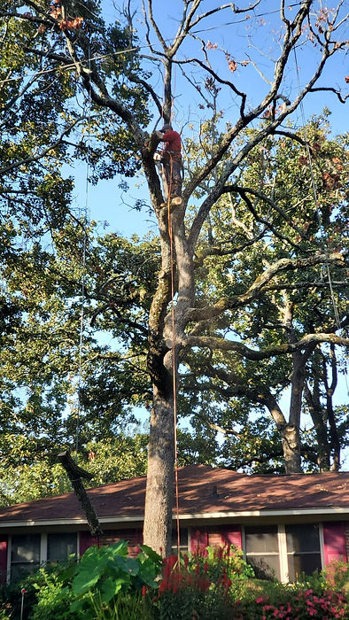 Mas tree cutting.jpeg