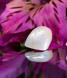 SANDRO STEFANINI (3).png