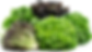 salanova lettuce bunch.png