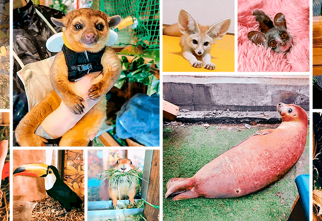 Bamboopalm バンブーパーム 動物とふれあえる店 埼玉県川越市