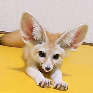 バンブーパーム で触れるフェネックのレオ