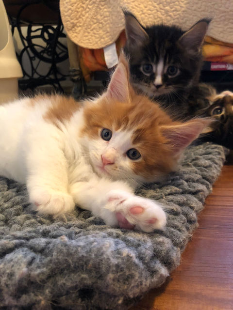 Maine Coon Cat kitten