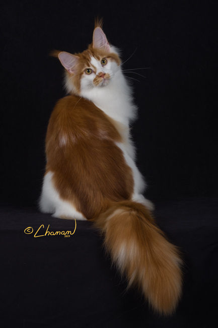 Maine Coon Cat