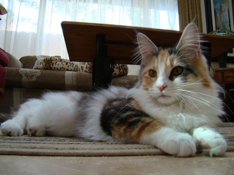 Maine Coon Cat