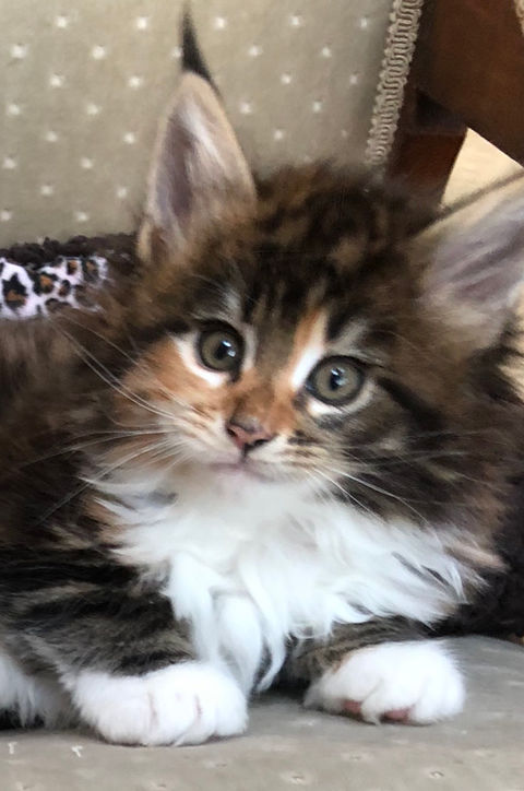Maine Coon Cat kitten