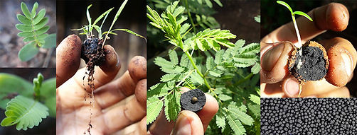 Seedballs kenya, Amy Sandys-Lumsdaine, wildlife artist, wildlife art Kenya