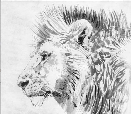 Lion Indian ink drawing sketch by wildlife artist Amy Sandys-Lumsdaine