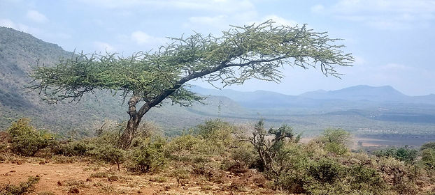 Great Rift Valley - Seedballs kenya - Amy Sandys-Lumsdaine--.jpg