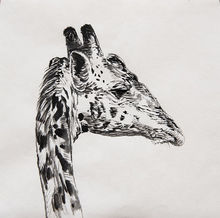 Wildlife art, wildlife artist, Landscape paintings, Still Life Art, oil paintings, Amy Sandys-Lumsdaine, Kenya art, wildlife paintings, animal art, animal artist, wildlife oil paintings