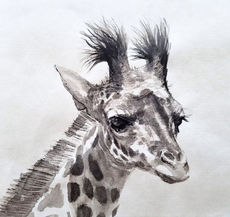 Wildlife art, wildlife artist, Landscape paintings, Still Life Art, oil paintings, Amy Sandys-Lumsdaine, Kenya art, wildlife paintings, animal art, animal artist, wildlife oil paintings