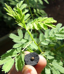 Seedballs kenya in Sir david Attenborough BBC Series The Green Planet