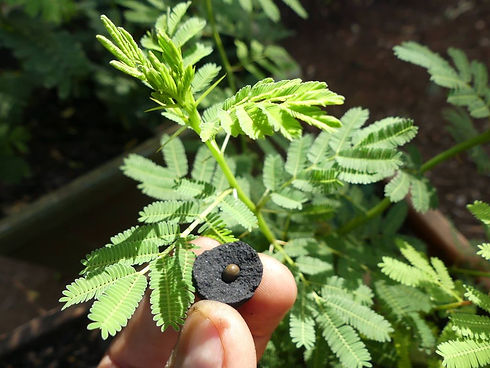 2 month old abyssinica seedling. Seedballs Kenya-.jpg