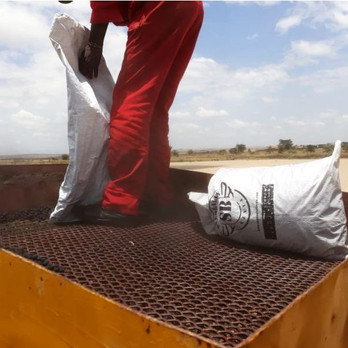 Narok, aerial tree seeding, Seedballs kenya, Green Planet, BBC, David Attenborough