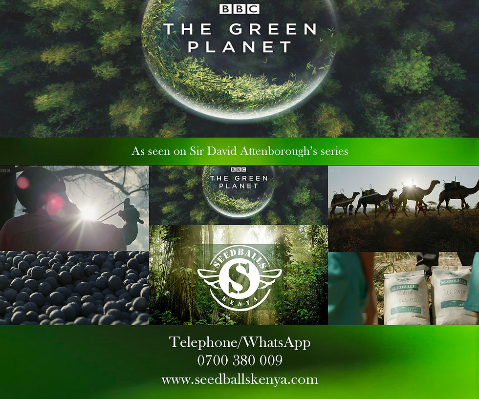 BBC Green Planet -- David Attenborough Seedballs kenya reforestation earth pr 8.1.jpg
