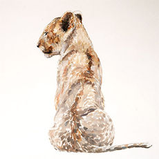 Lion Cub sitting on white background, wildlife oil painting by wildlife artist Amy Sandys-Lumsdaine, animal artist, kenya