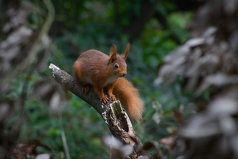 Photo of a red squirrel