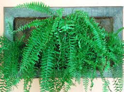 Miniatura: Jardim vertical - Painel vertical