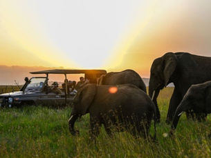 How Do Luxury Safari Camps Blend Comfort with Untamed Wilderness?