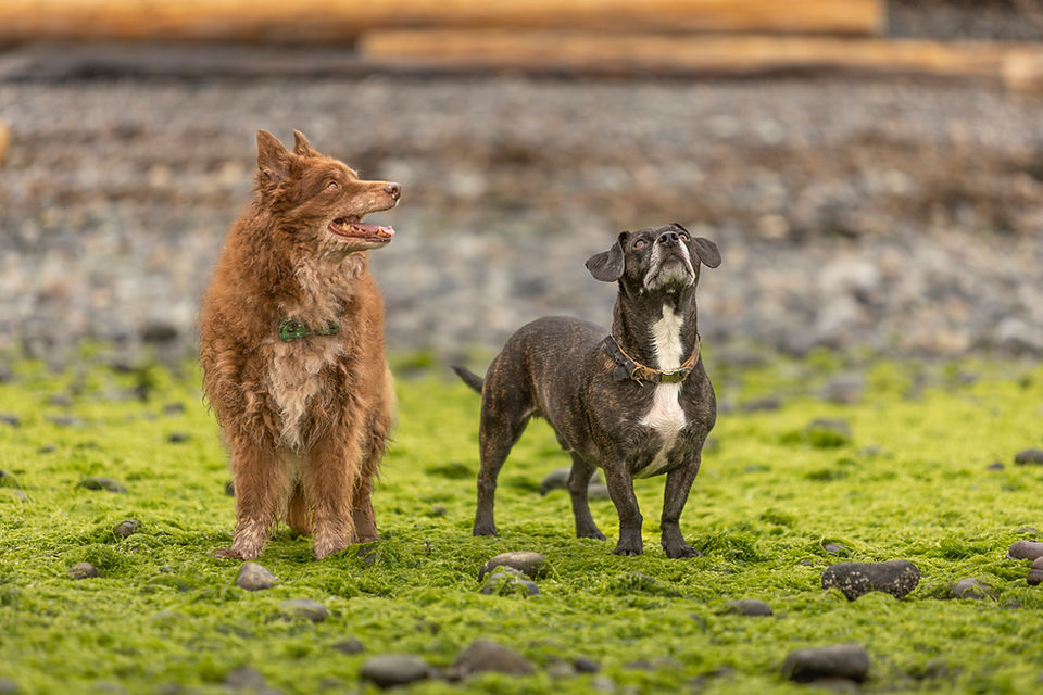 dog photographer 