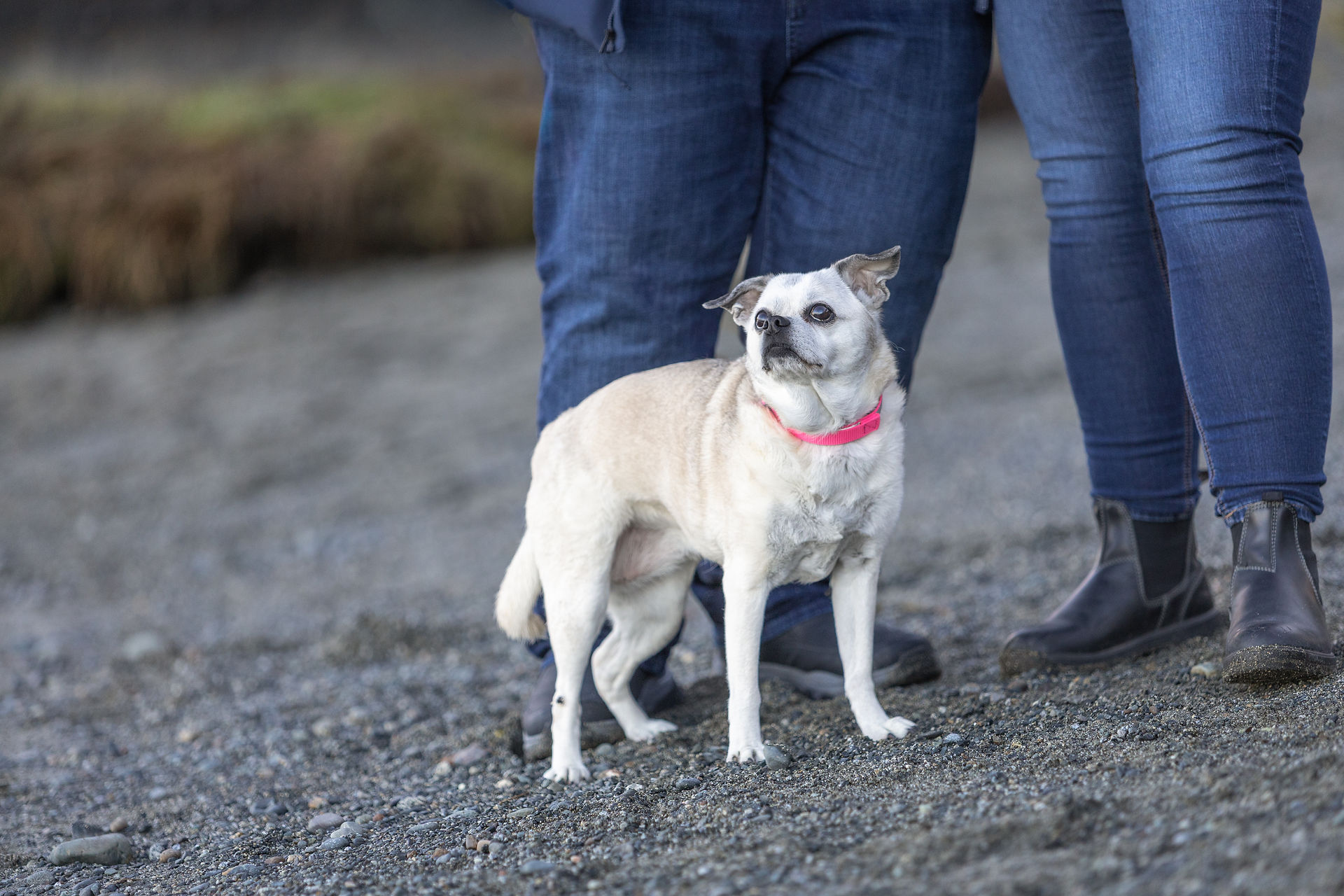 senior dog legacy photography session 
