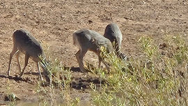 Three Coues deer drinking water near the base of the Mule Mountains in Bisbee, Arizona, captured on a Juniper Flats Sunset Tour with Big Jeep Tours. Featured in the Juniper Flats Gallery.