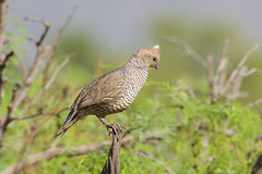 Quailing Around in Arizona: Discover the Scaled Quail on an Adventurous Big Jeep Tour