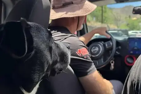 A black and white dog rides shotgun next to the driver on a sunny day inside a Big Jeep Tours vehicle with mountains ahead. Big Jeep Tours.