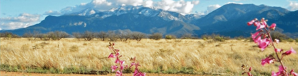 tall green snow capped mountains behind a field of yellow grass and pink flowers.