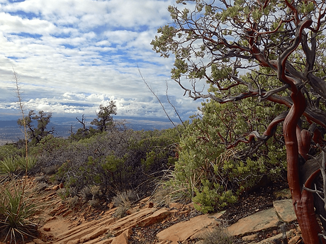 Twisted red manzanita branches and rugged high-desert vegetation overlooking distant mountain ridges on the Copper Territory Tour near Bisbee.