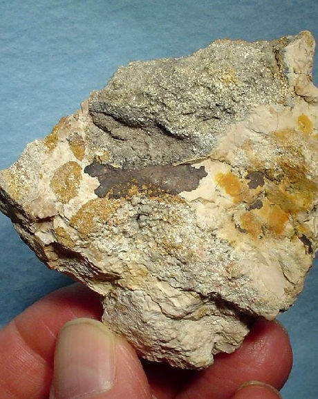 Hand holding a rough specimen of native silver with shiny metallic gray patches in a light-colored rock matrix. Bisbee Minerals.