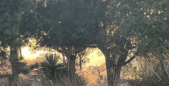 A Coues deer stands among trees and golden brush at Juniper Flats during beautiful sunset light. Big Jeep Tours.