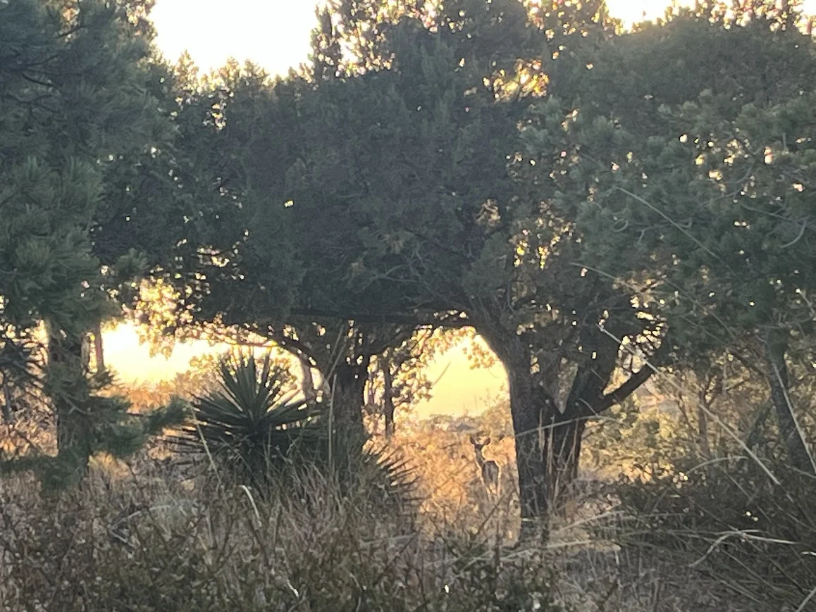Coues deer standing among trees and shrubs at Juniper Flats with golden sunset light filtering through.