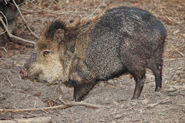 A javelina walking across dry, brush-covered ground in the Juniper Flats area of Bisbee, Arizona—highlighting the wildlife seen during Big Jeep Tours.