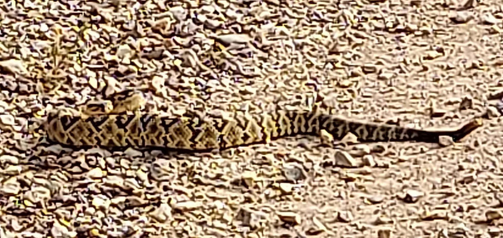 A camouflaged rattlesnake stretching across a rocky, gravel desert path in the hills of Bisbee, Arizona.