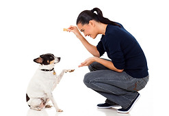 170441340_puppy_training.jpeg