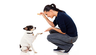 170441340_puppy_training.jpeg