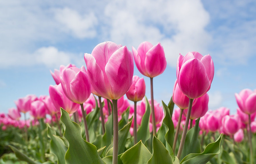 pink-2254970_1920.jpeg
