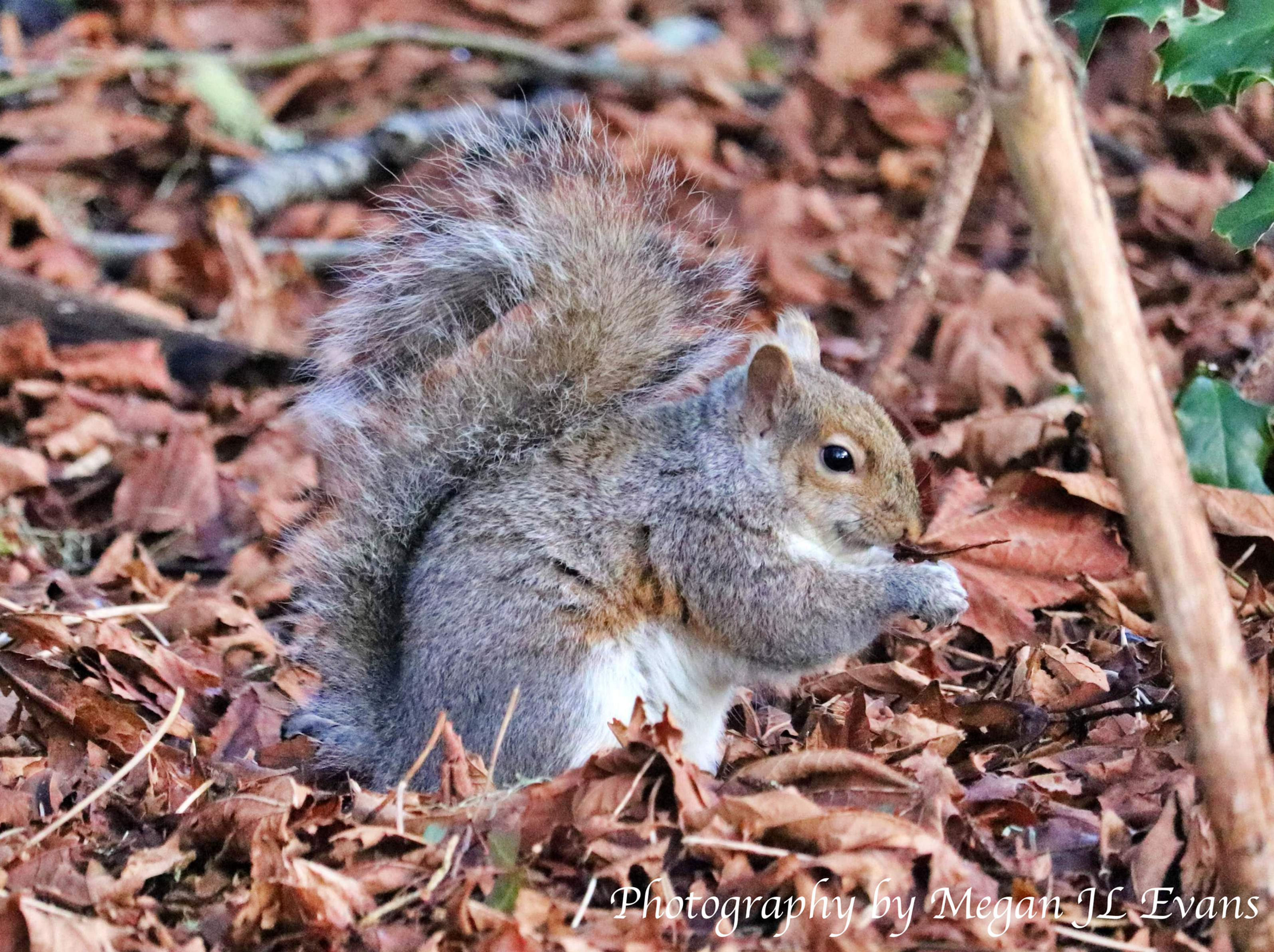 Blank Notecard - Squirrel in Fall