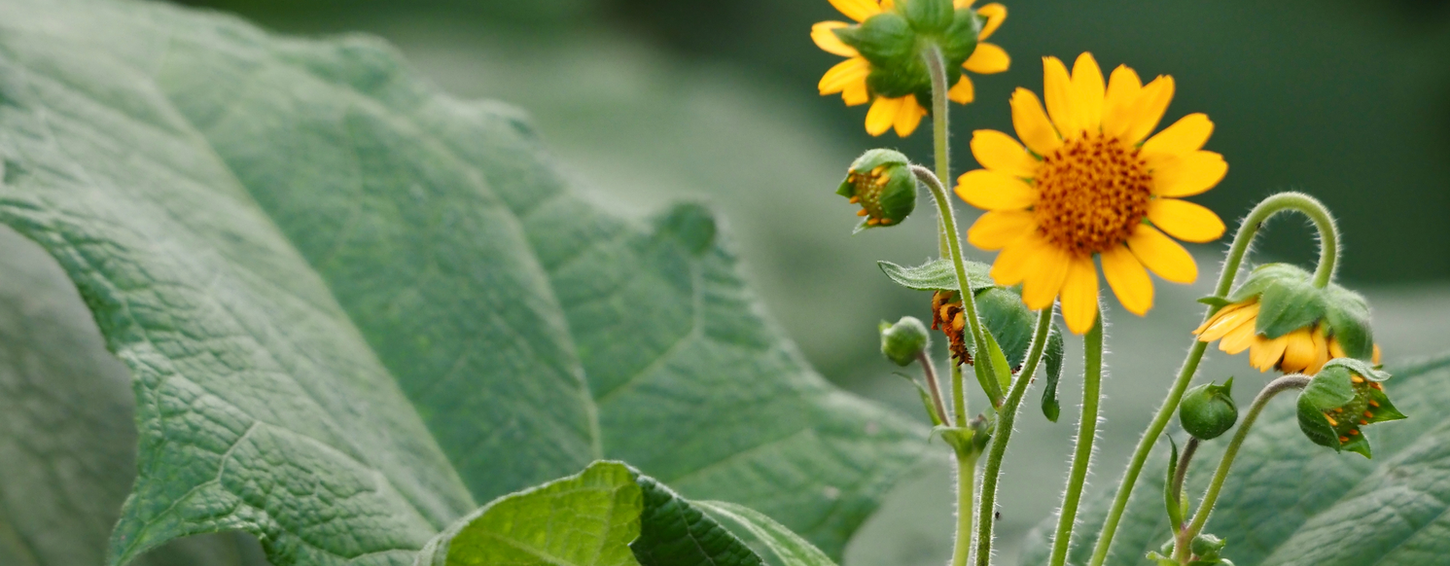Yacon plant, bloemen, in bloei.