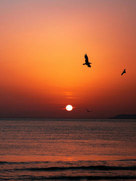 Quatro pássaros voam durante  o nascer do sol no oceano.