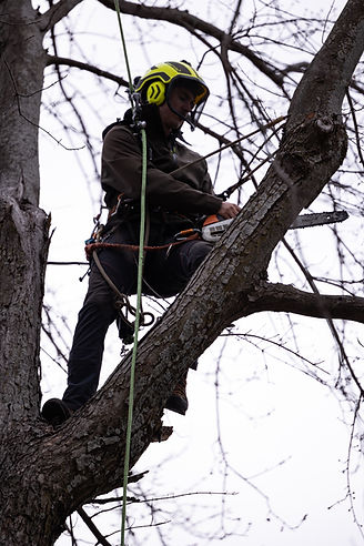 Trustworthy Tree Services-03.jpg