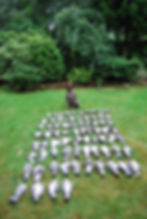 chasse au pigeon en Angleterre