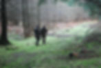 Fallow deer Stalking