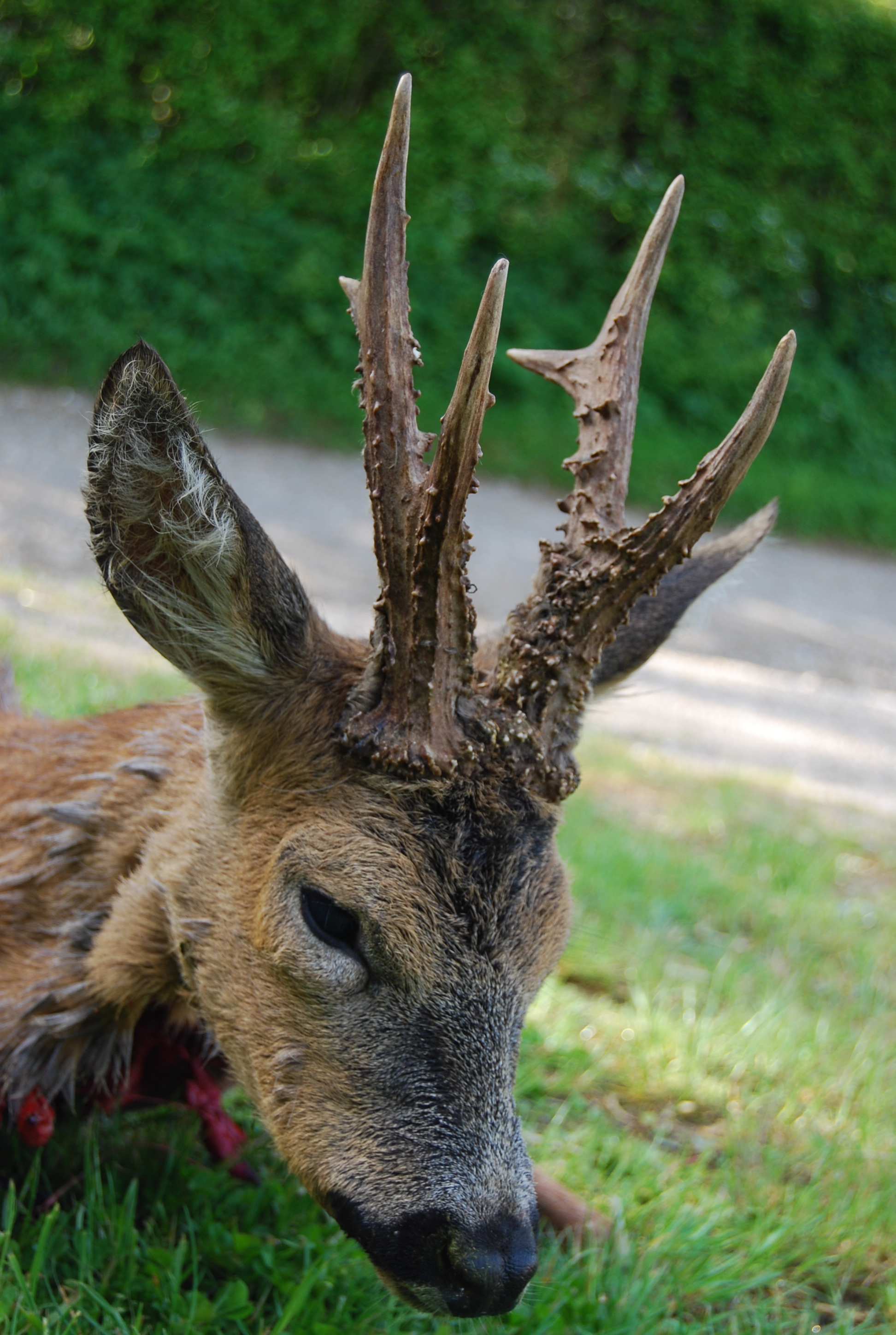 Chevreuil Brocard Écosse Angleterre Bbr Sporting