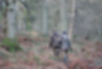 Fallow deer Stalking