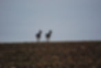 Fallow deer Stalking
