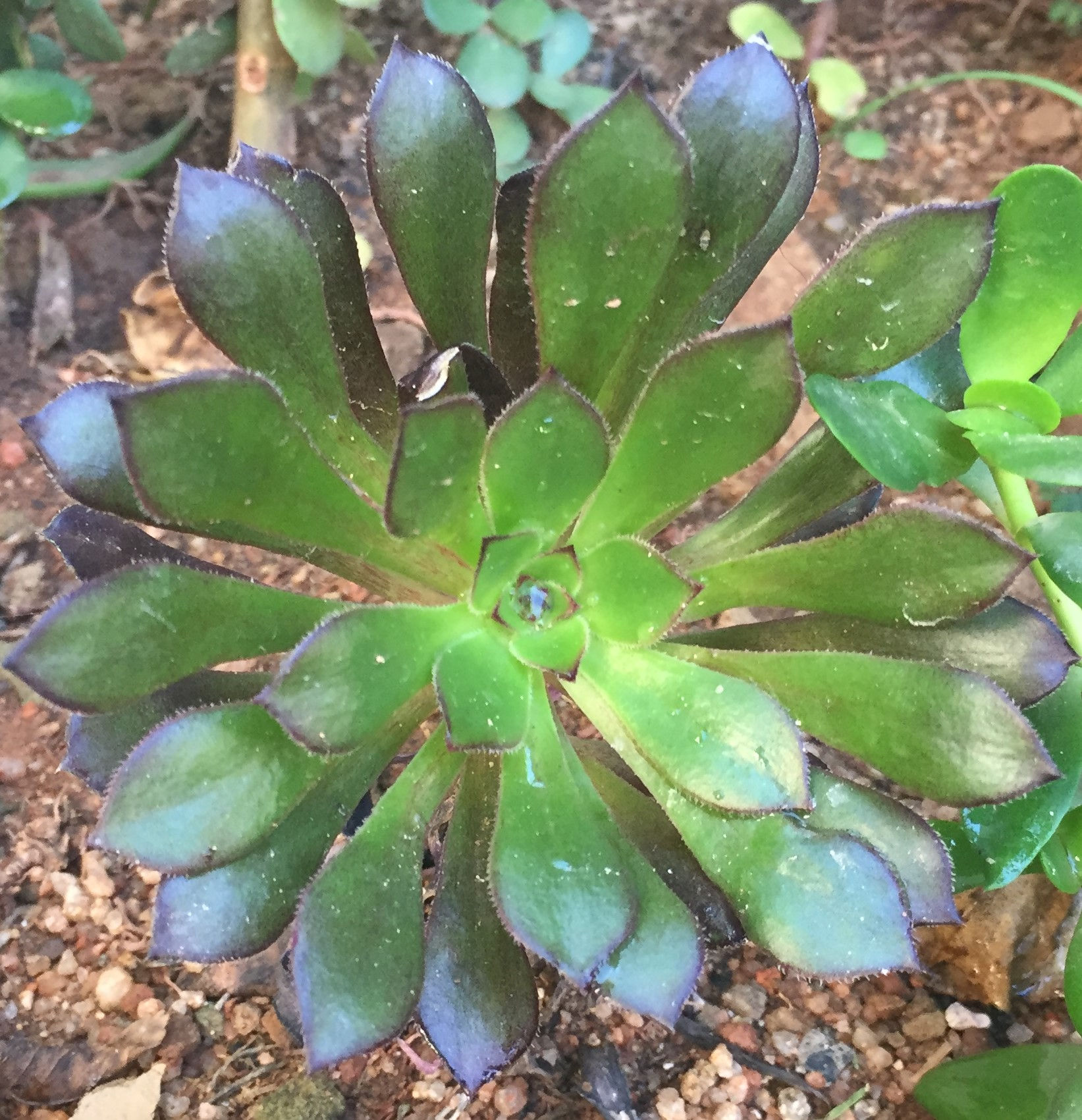 Aeonium Arboreum 'Zwartkop' / Tree House Leek