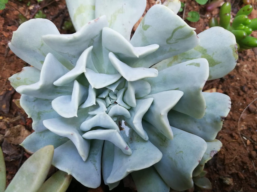 Thumbnail: Echeveria "Silver Spoons" / Topsy Turvy