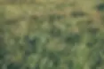 grass texture.webp