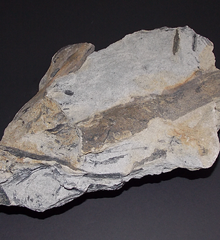 Fossile 8.png